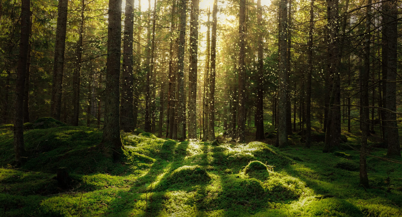 Her er litt info om bilde, vises ikke, men vises hvis du har musepekeren over bildet. Kan hjelpe svaksynte kanskje...
